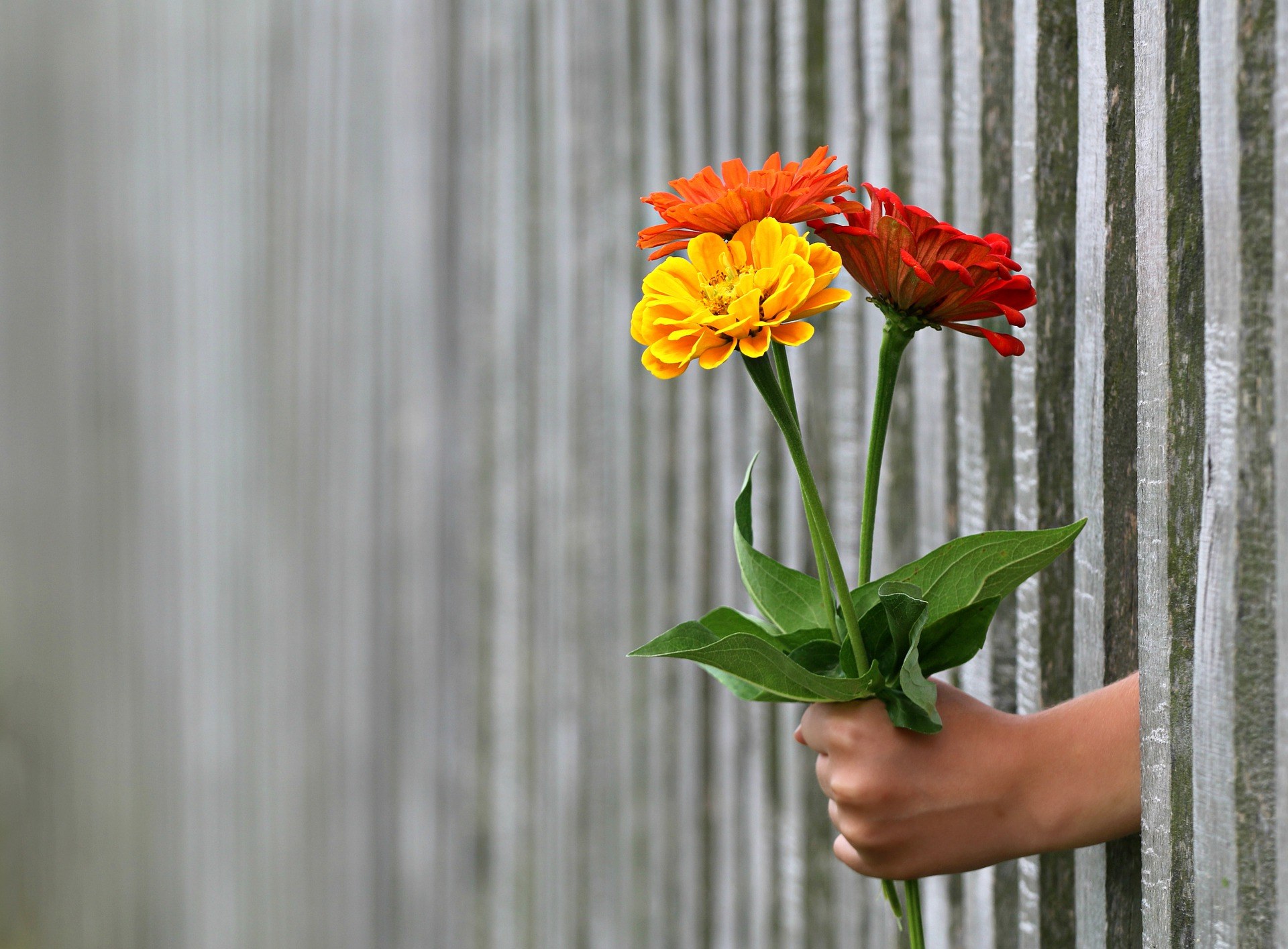 Hand som räcker fram färgglada blommor genom ett staket